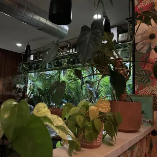 Plants galore!
