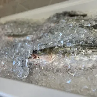 a group of fish on ice