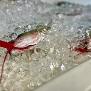 two dead fish on ice