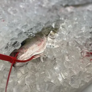 a dead fish on ice