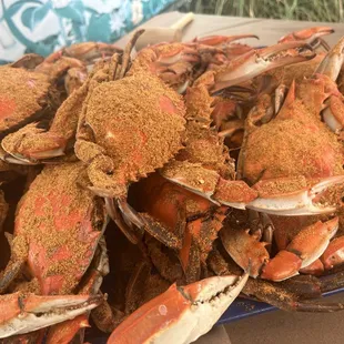 Maryland Blue Crabs