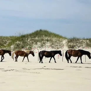 Wild Horse Adventure Tours