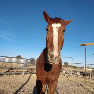 Mr Ed