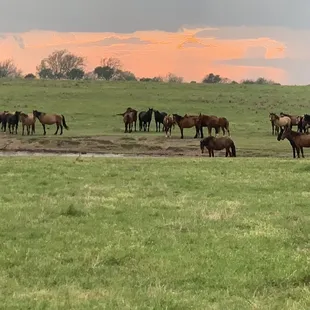 The scenery around cabin is so refreshing