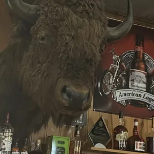 a buffalo head mounted on a wall