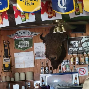 Bison at the bar