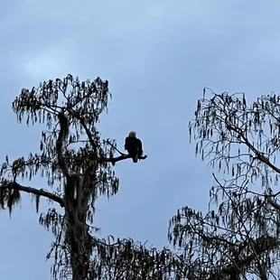 Wild Louisiana Tours