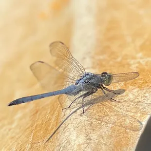 dragonfly on kayak paddle