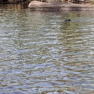 Gator in the water. We saw several gators, adult and juvenile Bald Eagles, a Limpkin, Cyprus Trees, and more.