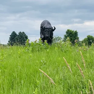 Bronze Buffalo