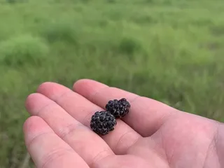 Wild River State Park