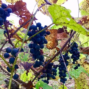 On the vine