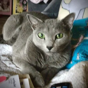 Mystro is a kid that writes music with his claws. Mystro