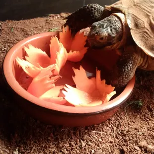 Wild Papaya's dishes are always so beautiful, I hate to waste the carrot flowers they make so I let my tort enjoy them.
