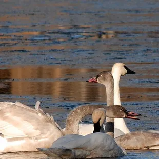 Wild River Outfitters