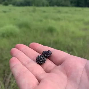 Wild River State Park
