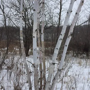 Winter wonderland-even in cold temps