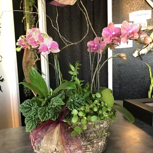 Orchid planter arrangement