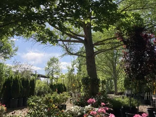 Trees That Please