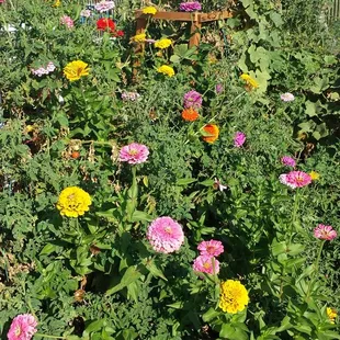 Community garden