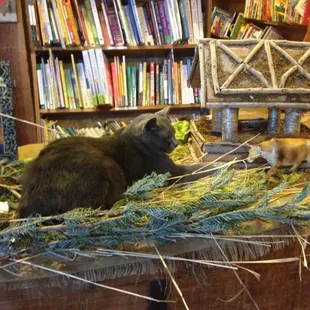 The cat is part of the nativity scene