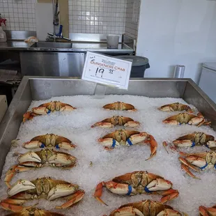 Dungeness Crab