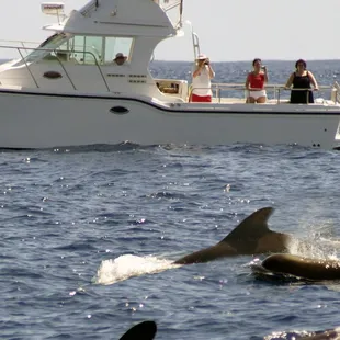 Pilot whales! Year round whale watching on Oahu