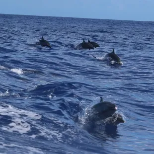 Dolphins