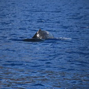Humpback surfacing
