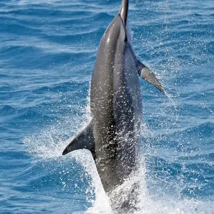Why does this dolphin spin? Because it's a spinner dolphin!