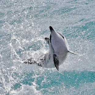 A young spinner dolphin leaps in joy on our Dolphin Swim Boat Tour,