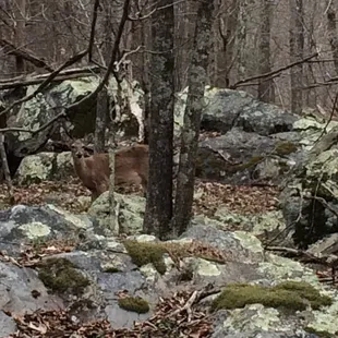 Deer at Great Falls, MD not far from Wild Tomato