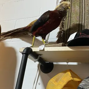Taxidermy pheasant.
