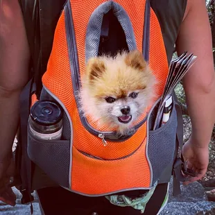 One of my clients has a really cool dog and backpack!