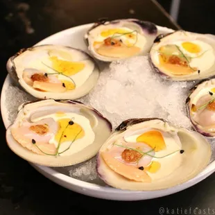 Top Neck Clams