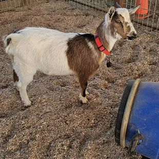 Goats horses scenery and fun love this place    it is the best and the owner's. and friends you make here are the best