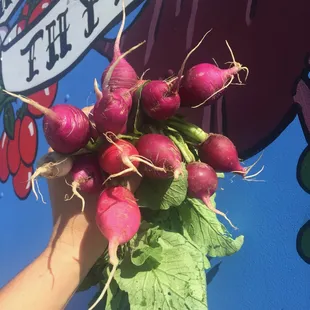 Radishes grown in Baltimore