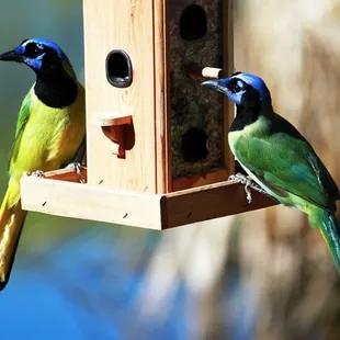 The bird watching is wonderful here.