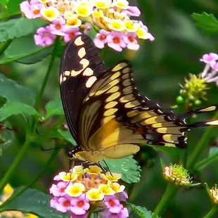 Butterflies abound!