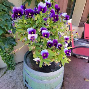 Pansies growing in a container