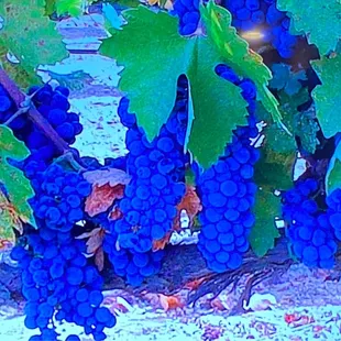 Gorgeous grapes