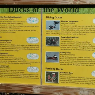 Duck info!