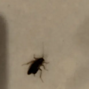 Wildfire Boulder Roaches!!! Match the tables if you doubt me.