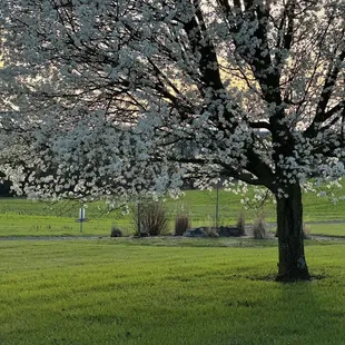Springtime at Wildflower Ranch Inn