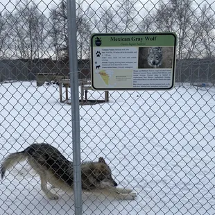 Great family time. Photo of the Mexican grey wolf