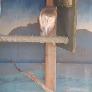 Sleepy barn owl