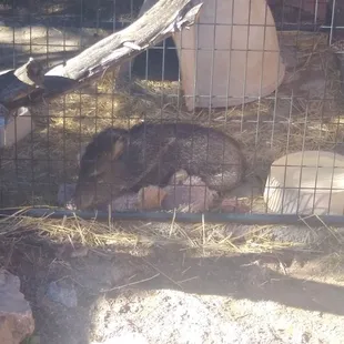 Little javelina