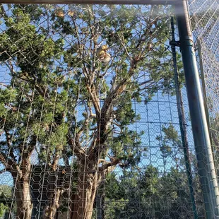 We didn't know that fox sleep in trees... crazy!