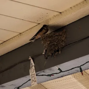Barn swallow tending to her young