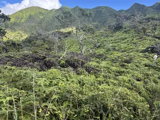 Hawaii Loa Ridge Trail